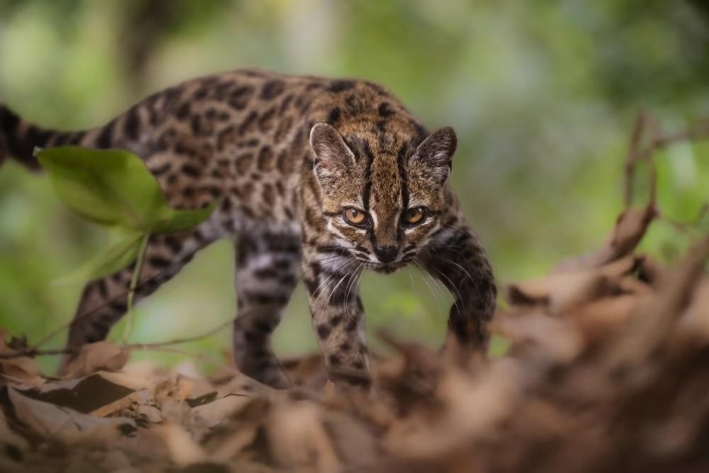 Фото: Fernando Faciole / National Geographic