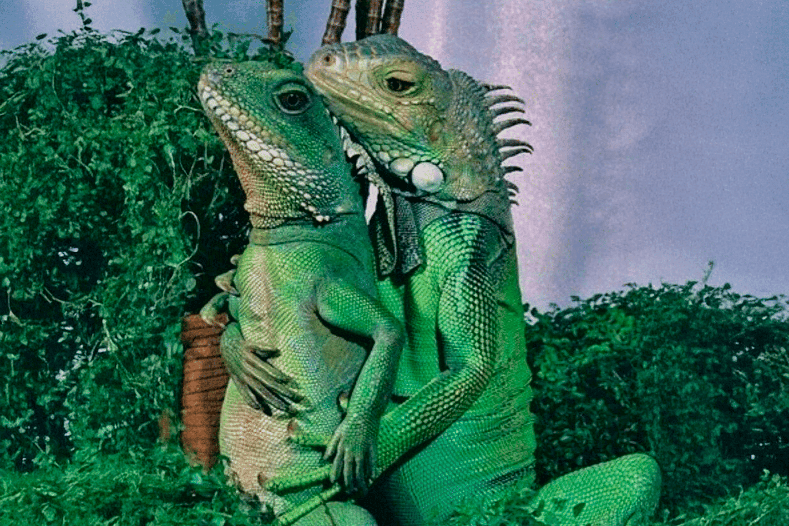 Издательство потребовало цензуры книги о сексуальной жизни животных из-за «пропаганды ЛГБТ». Позже автор сообщения заявил, что солгал