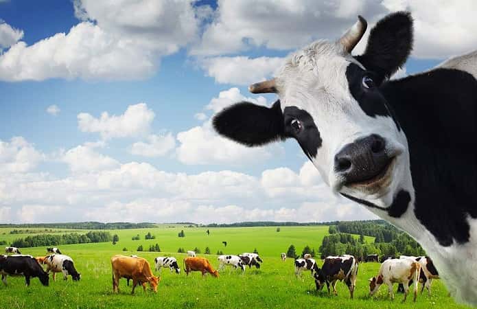 Новосибирским фермерам, пострадавшим от массового забоя скота, назначили дополнительные ежемесячные выплаты 