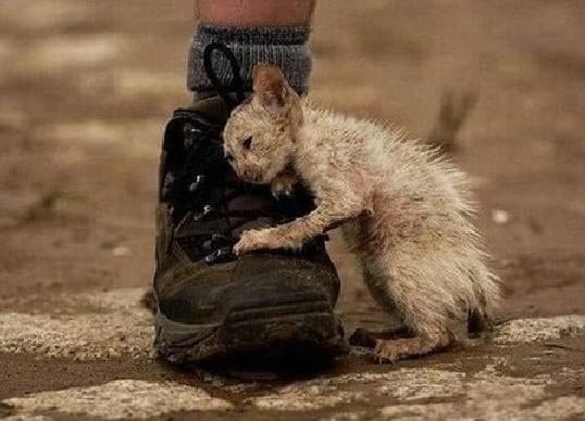 Обыкновенный садизм: почему Дума 7 лет не может принять закон о живодерах