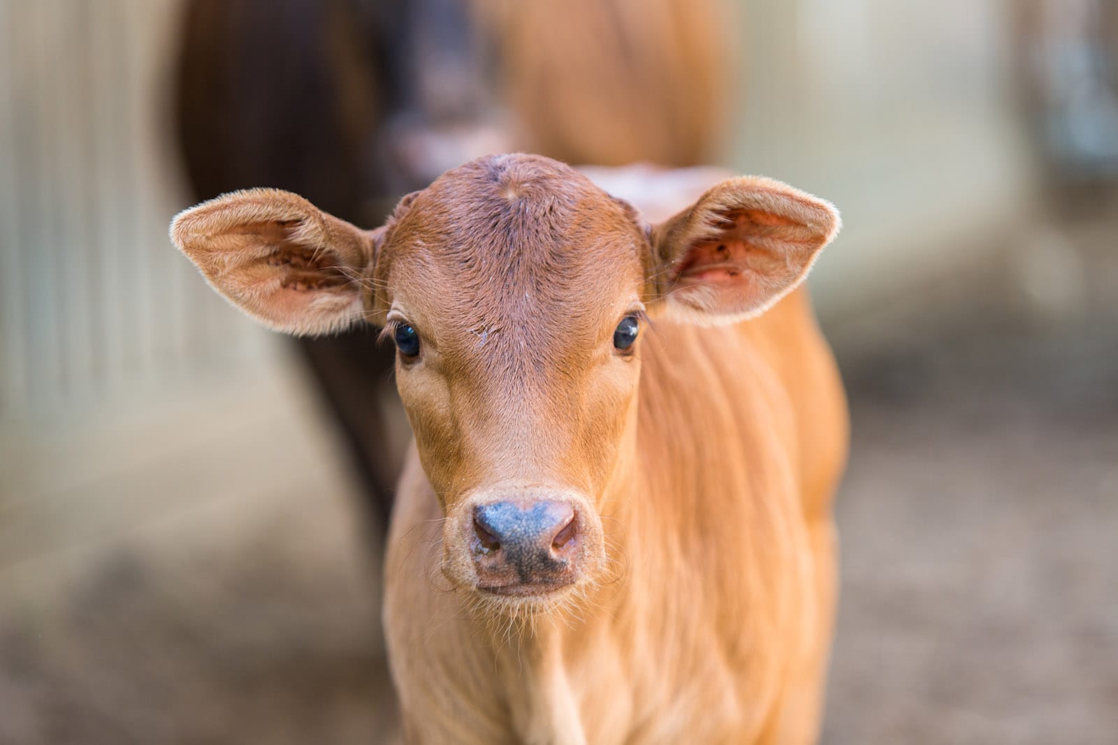 Вместо Coca-Cola в России будут продавать «Бела-Колу», от которой «бодреют телята»