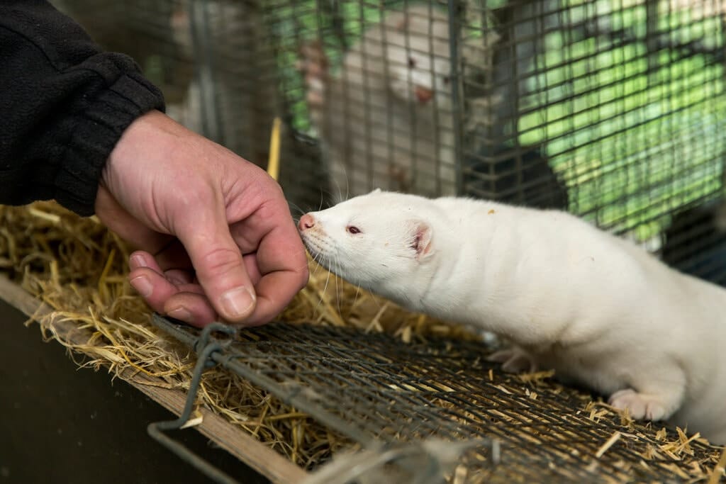 Я в норке! Как коронавирус мутирует в животных и возвращается к людям