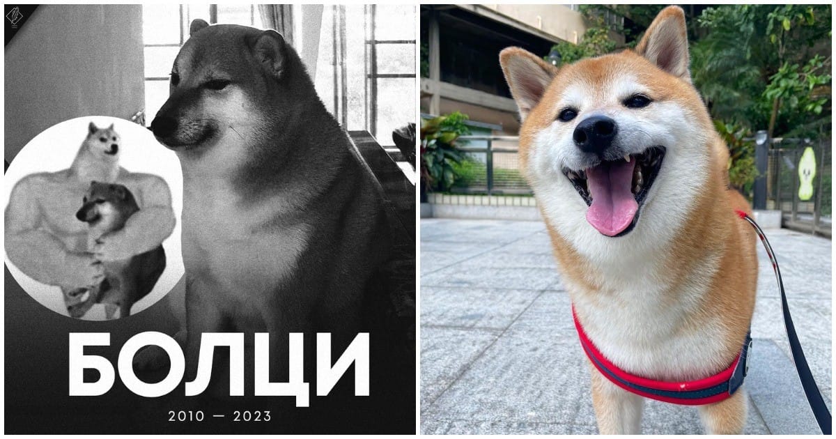 В Гонконге умер пес-мем Чимc