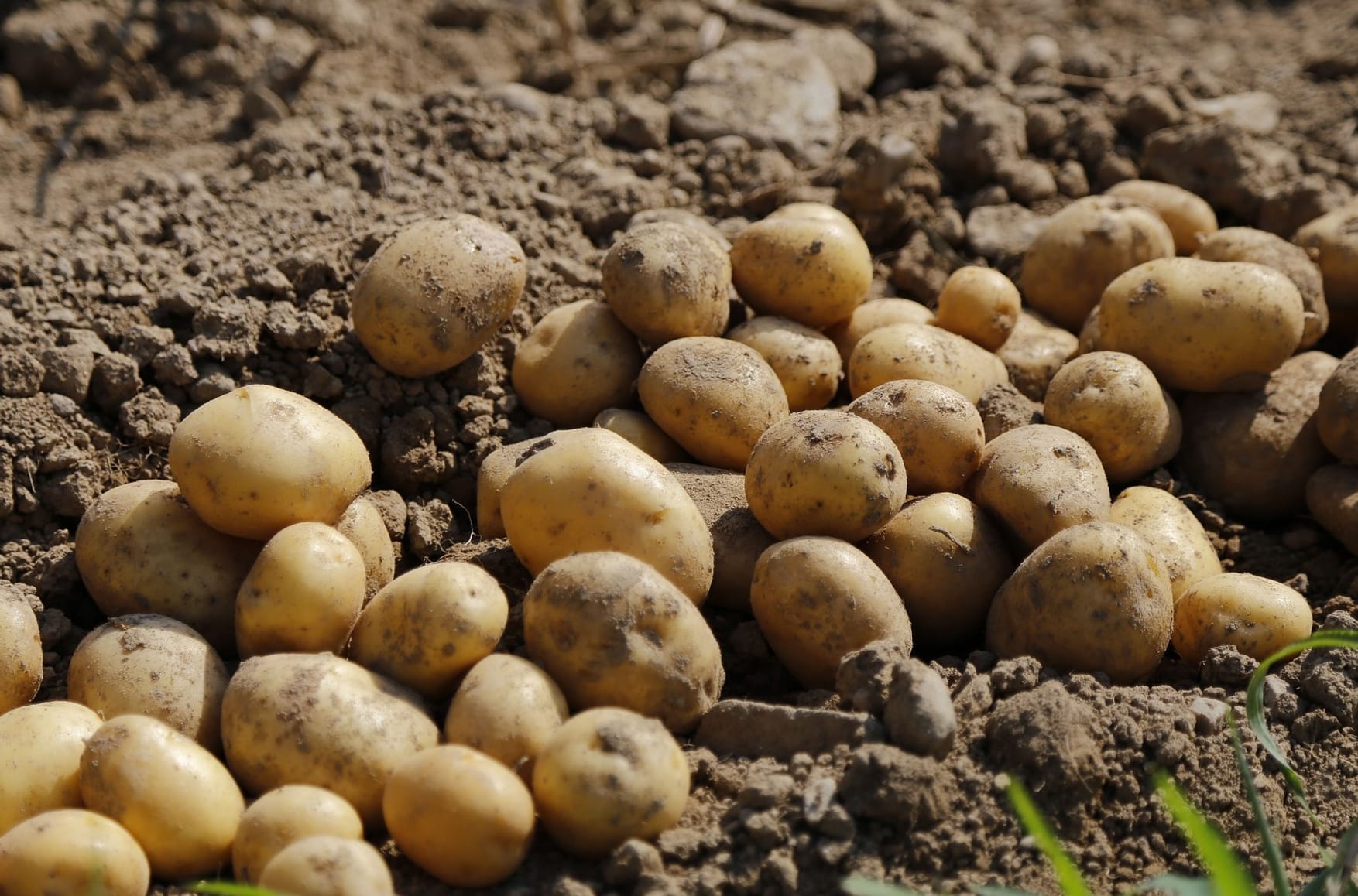 The hundred-ruble tuber: How potatoes became Russia's posh produce