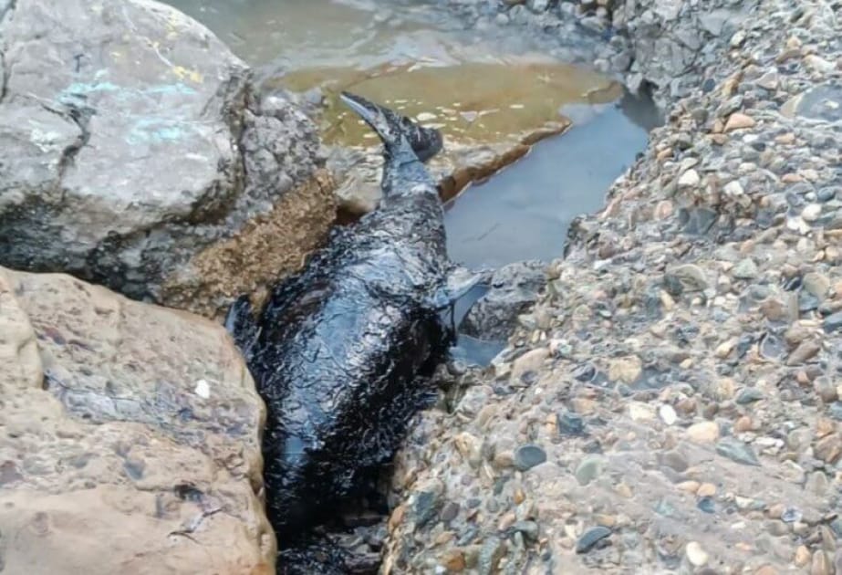 688 дельфинов погибли в Краснодарском крае за год после аварии на танкерах в Керченском проливе 