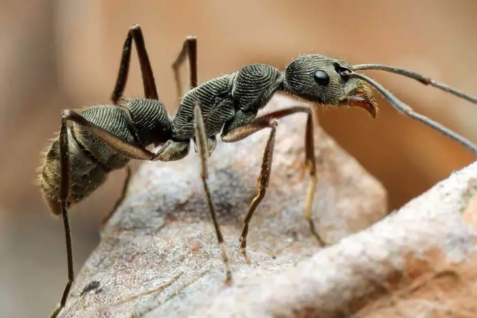 The secret life of insects: A GRU colonel loses a colony of rare ants after failing to protect Iran from missile strikes