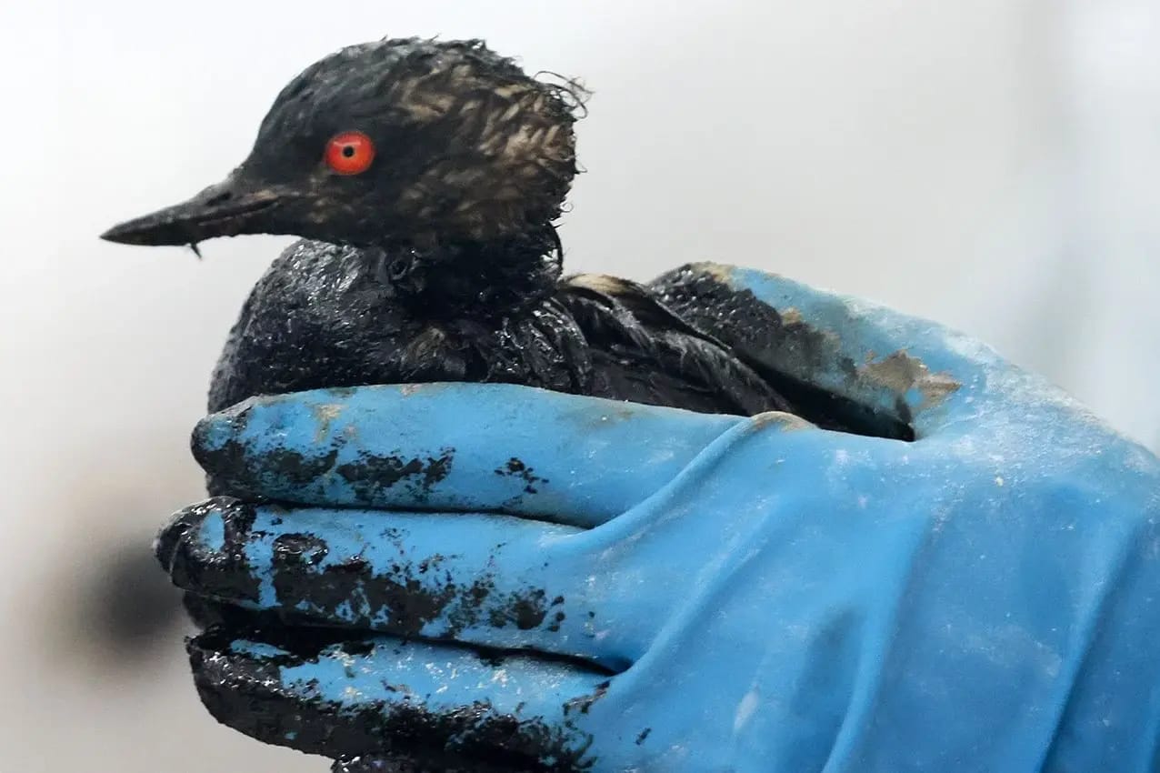 В Анапе после разлива нефтепродуктов пострадали более 800 птиц, берег очищали почти неделю