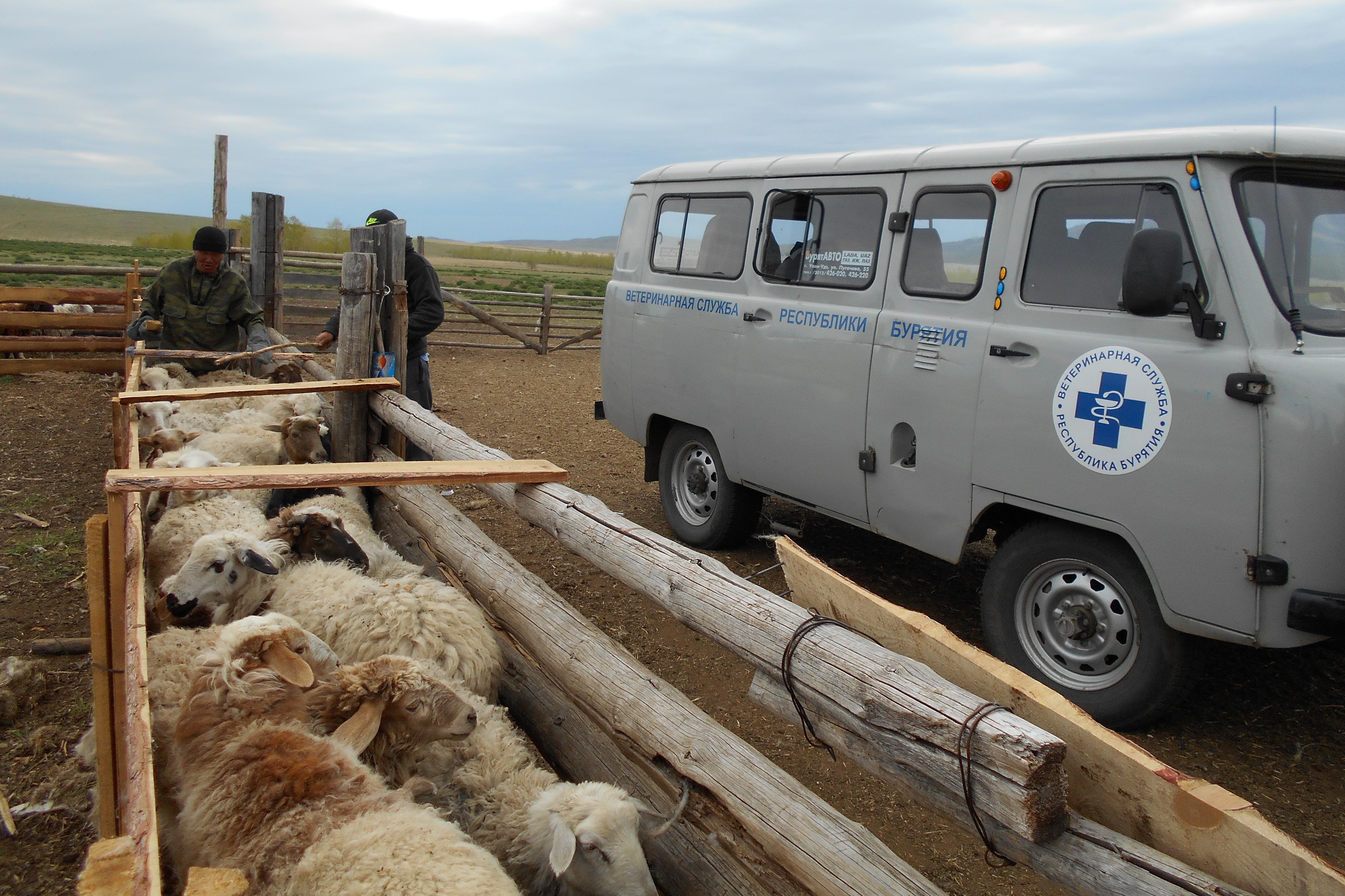 Фото: Министерство сельского хозяйства и продовольствия Республики Бурятия