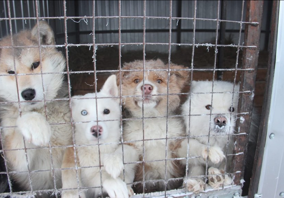 Собаки якутского приюта