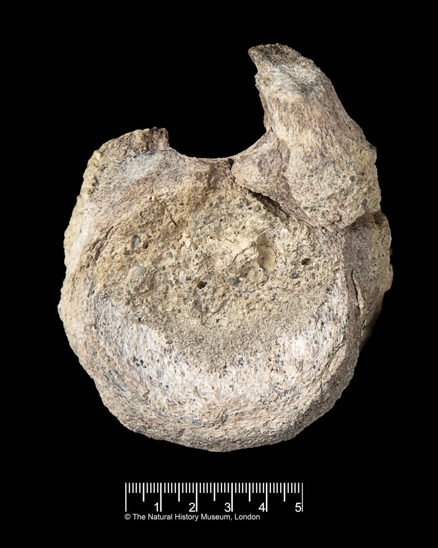 Фото: фрагмент позвонка детеныша титанозавра (длина указана в дюймах) / The Natural History Museum