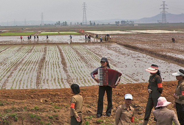 Музыкальная пауза на рисовом поле в КНДР